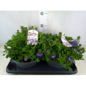 Scaevola aemula 'Purple Haze'