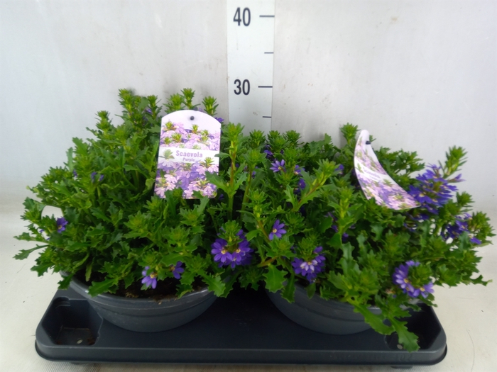 <h4>Scaevola aemula 'Purple Haze'</h4>