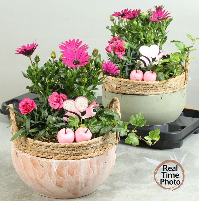 <h4>ARR TUINPLANTEN</h4>