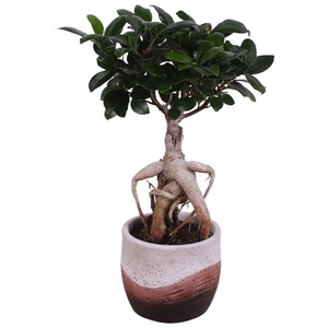 Ficus m. Ginseng Ball Shape Ø09cm in Ø11cm Ceramic NT466