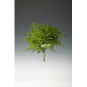 Asparagus Set Lang Getopt