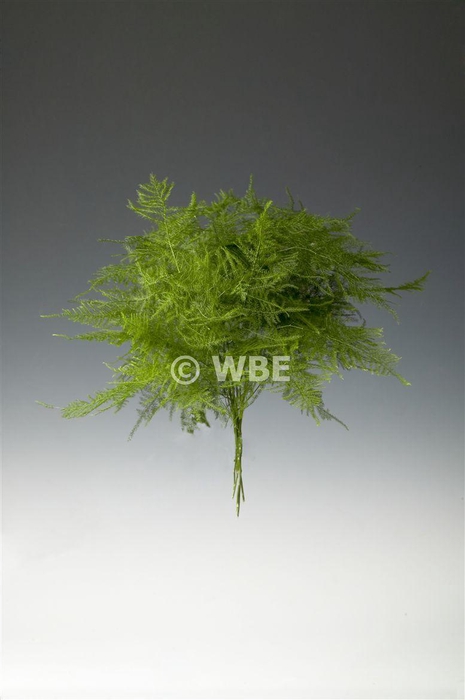 <h4>Asp Set Super Veren</h4>