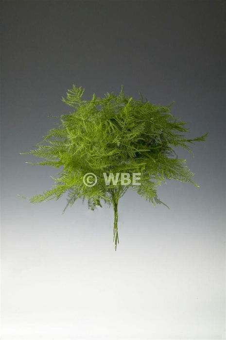 Asparagus Set 1e Veren