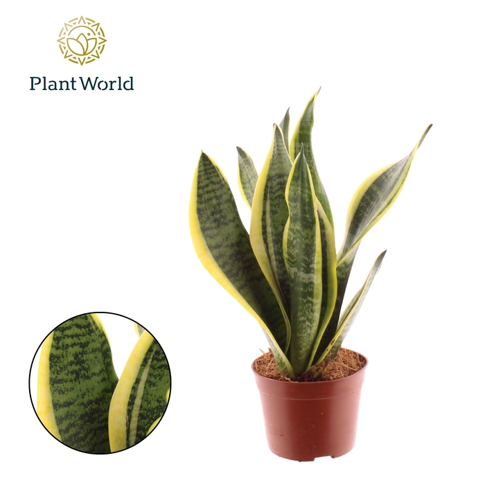 <h4>Sansevieria Futura Superba 2 PP</h4>