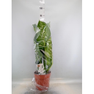 Dieffenbachia seg. 'Caiman'