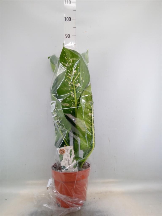 <h4>Dieffenbachia seg. 'Caiman'</h4>