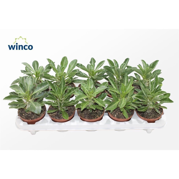 <h4>PACHYPOD SAUNDERSII</h4>