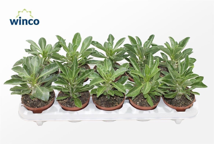 <h4>PACHYPOD SAUNDERSII</h4>