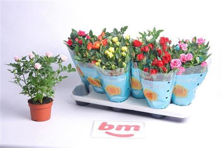 <h4>Ro B Monde Gem 7 Srt</h4>