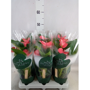 Anthurium andr. 'Melito'