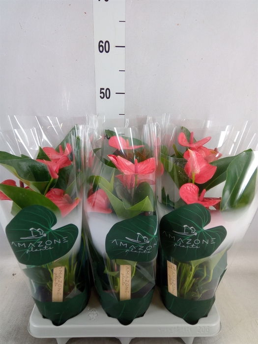 <h4>Anthurium andr. 'Melito'</h4>