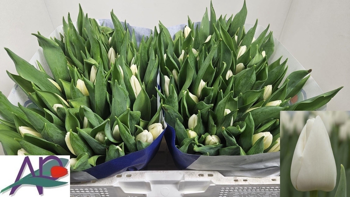 <h4>TU EN WHITE PRINCE</h4>