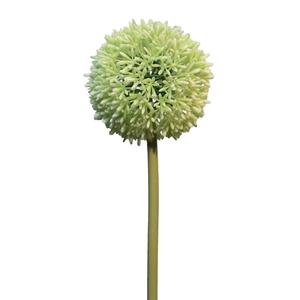 Allium globemaster 68cm crm\\grn