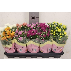 Chrysanthemum Indicum Grp gemengd 7 kleuren