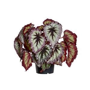 BEGONIA REX FIREWORK P15