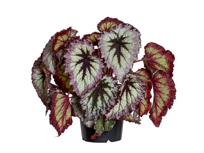 <h4>BEGONIA REX FIREWORK P15</h4>