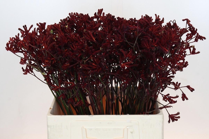 <h4>ANIGOZ BUSH RUBY</h4>