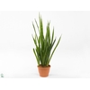 Sansevieria zeylanica 'Greenline'