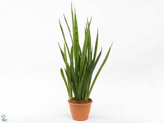 Sansevieria zeylanica 'Greenline'