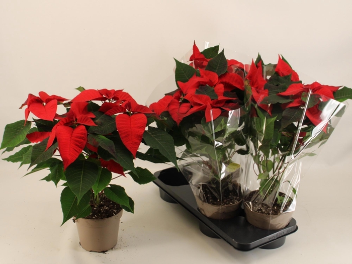 <h4>EUPHOR P CHR EVE</h4>