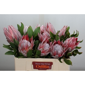 Protea cynaroides