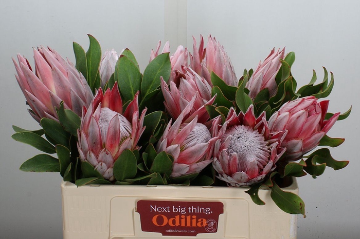 <h4>Protea cynaroides</h4>