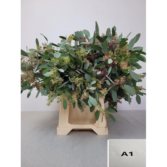 <h4>EUC POP BES PB</h4>