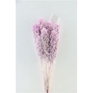 Dried Sorghum 6pc Mallow Bunch