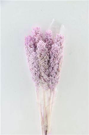 <h4>Dried Sorghum 6pc Mallow Bunch</h4>