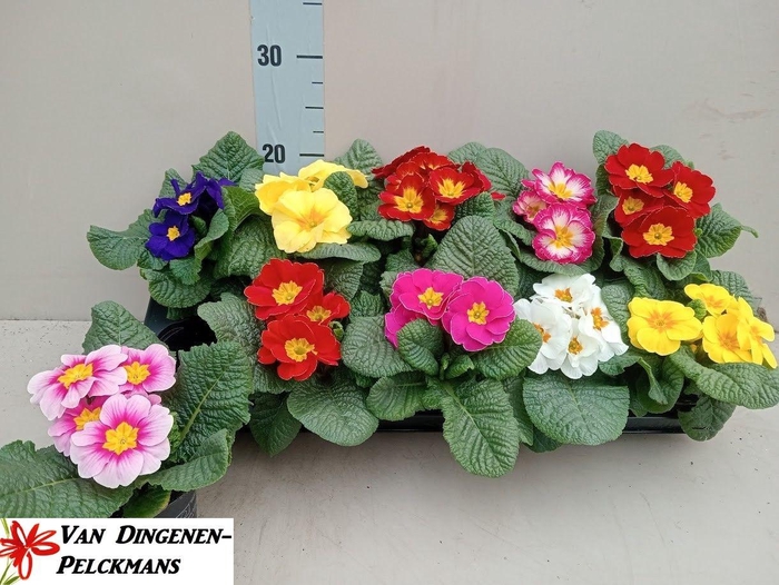 <h4>PRIM ACAULIS GEMENGD</h4>