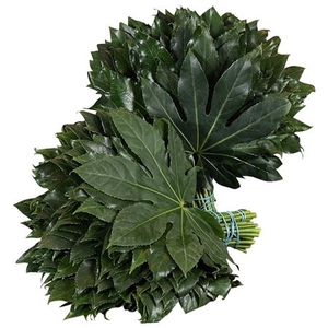 Aralia X5 Flowpack