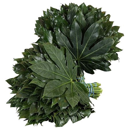 <h4>Aralia X5 Flowpack</h4>