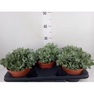 Crassula   ...mix