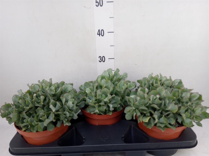 <h4>Crassula   ...mix</h4>