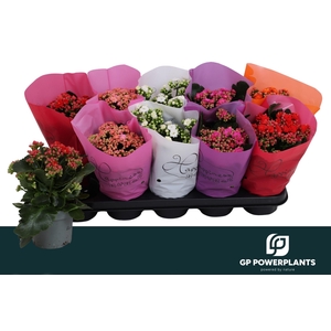 KAL GE PERF GEM 5 KL