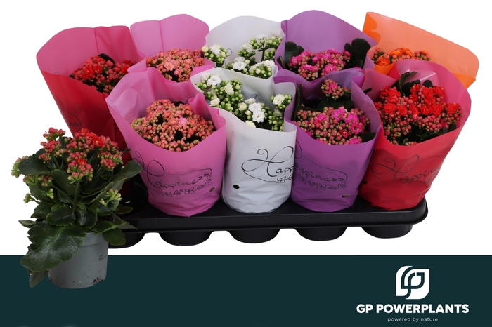 <h4>KAL GE PERF GEM 5 KL</h4>