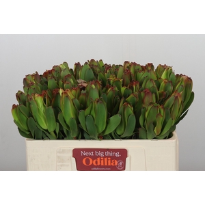 Leucadendron Laurel Yellow