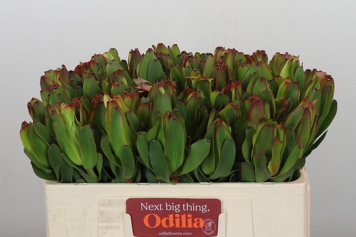Leucadendron Laurel Yellow