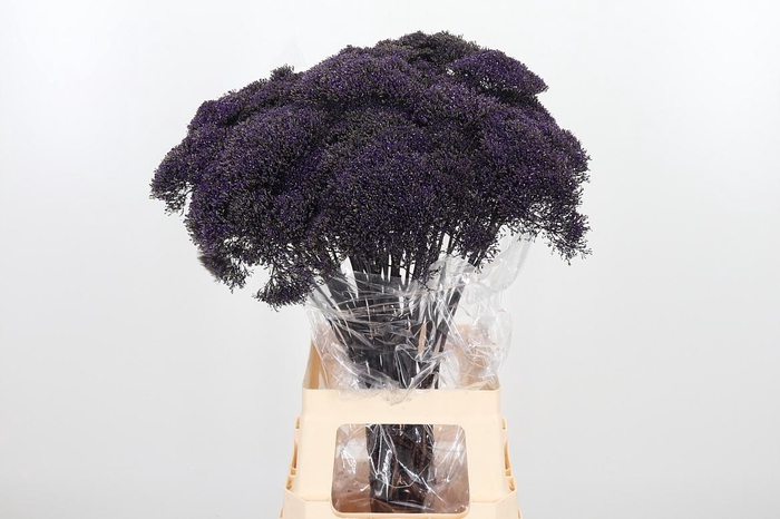 <h4>Trach Lake Superior</h4>