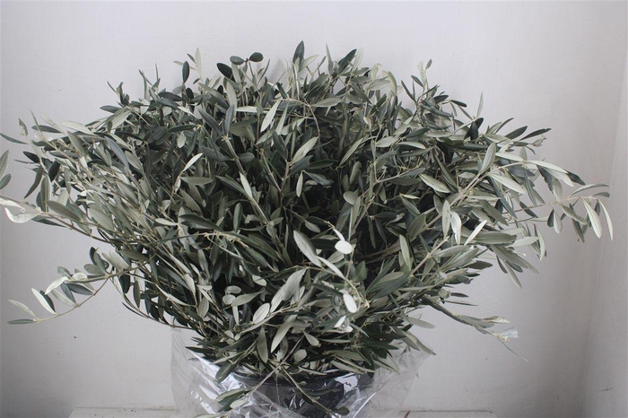 <h4>Olijf 400gr P Bunch</h4>