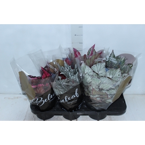 BEGONIA BELEAF P15 PO