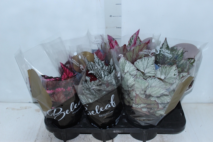 <h4>BEGONIA BELEAF P15 PO</h4>