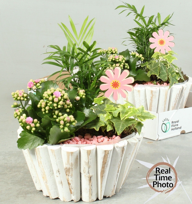 <h4>ARR KAMERPL</h4>