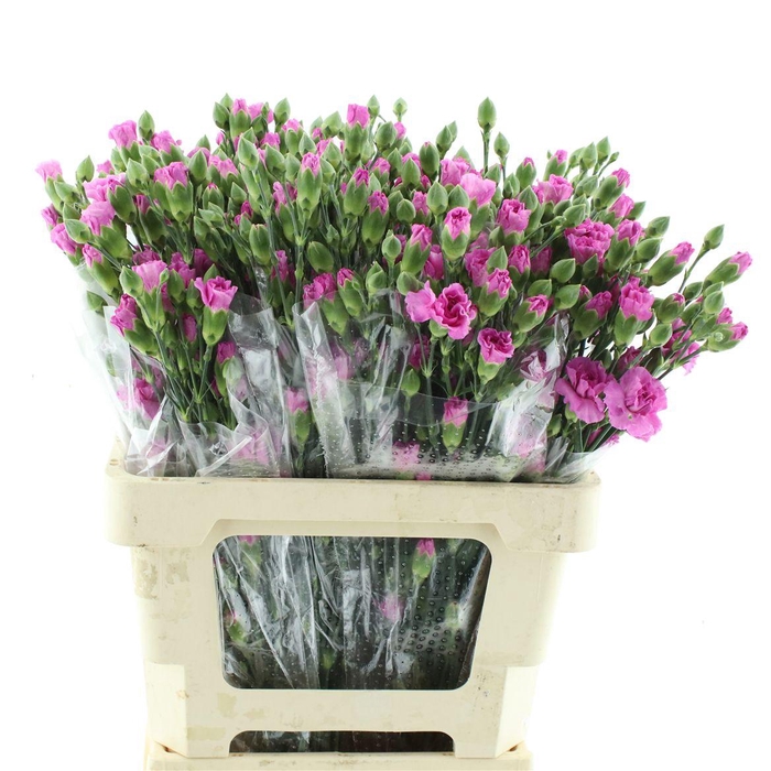 <h4>Di Tr Col Lilac Melissa X25</h4>