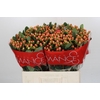 Hypericum Mellow Romance