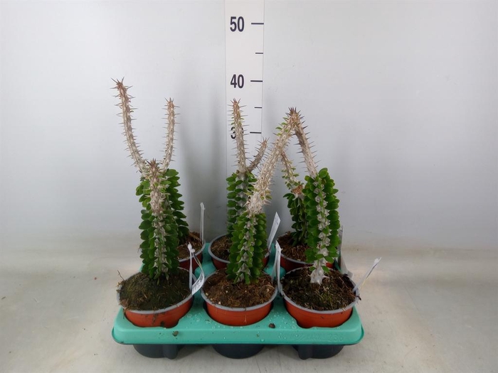 <h4>Succulents ...</h4>