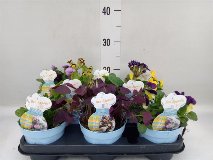 <h4>Tuinkruiden   ...</h4>