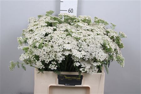 <h4>Achil M White Beauty</h4>