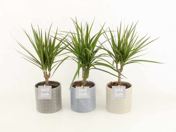 <h4>Dracaena Marginata Magenta in Gaia keramiek</h4>