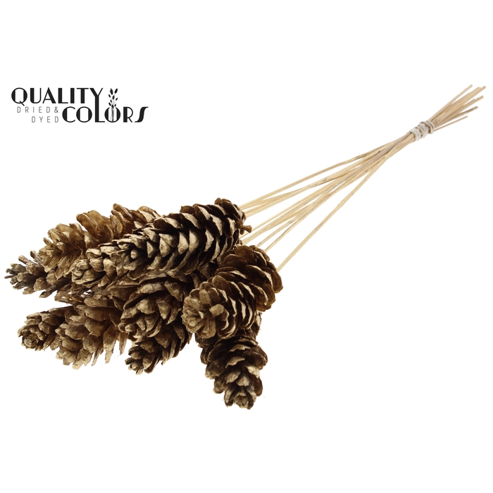 <h4>Strobus 10-15cm on stem Antique Gold</h4>